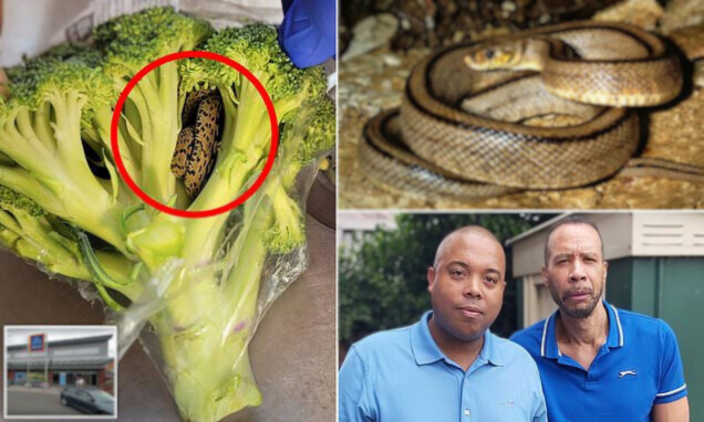 Man’s Horrifying Discovery Inside a Bag of Broccoli He Purchased