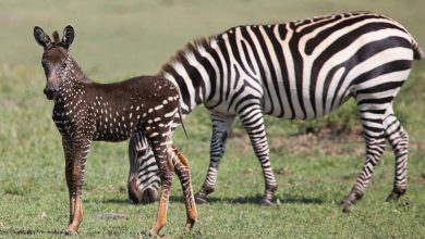 Adorably Rare Baby Zebra Was Born With Polka Dots Instead Of Stripes