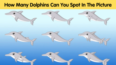 How Many Dolphins Can You Spot In The Picture