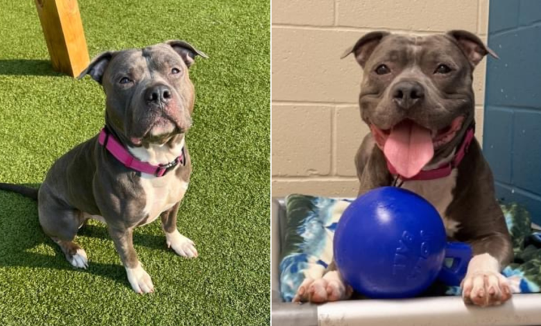 After 260 Days In The Shelter The Dog Loses Hope And Cries Endlessly Hoping To Find The Ideal New Home