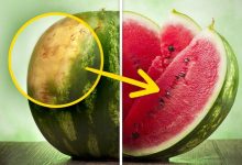 How To Pick A Perfect Watermelon Tips From An Experienced Farmer