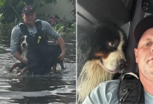 Dogs Eyes Say It All After Firefighter Rescues Him From Hurricane Milton Flood