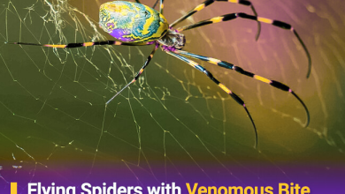 Flying Spiders With Venomous Bite and